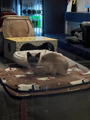 Bar 猫 사진 4