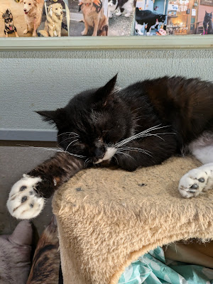 スナック仔猫 사진 3