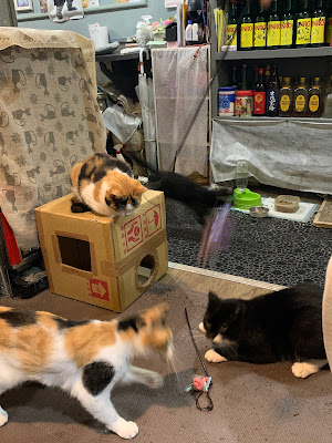スナック仔猫 사진 4