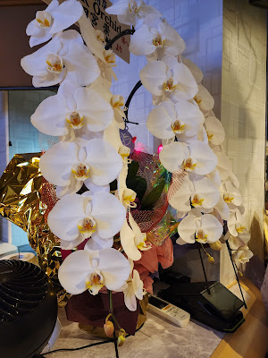 Orchid 사진 3