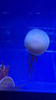 AQUAVITAE(アクアヴィテ) 사진 3