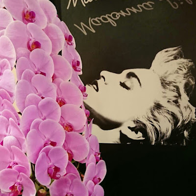 Madonna Lily 사진 2
