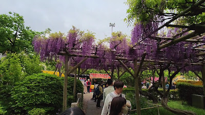 Kameido Tenjin Wisteria Frames 사진 2