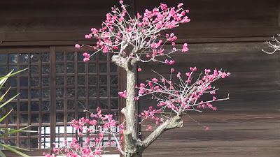 카스가 신사 사진 2