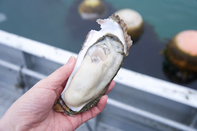シロカネスイサン 사진 2