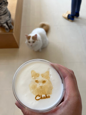 Cat Cafe MOFF CUTE CUBE Harajuku 사진 4