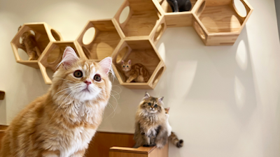 Cat Cafe MOFF CUTE CUBE Harajuku 사진 5