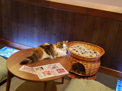 Cat Cafe Calico 사진 3