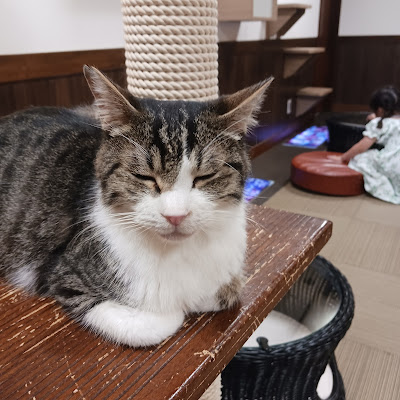 Cat Cafe Calico 사진 4
