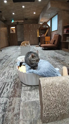 Cat Cafe Calico 사진 2