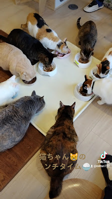 Nekomaru Cafe 사진 2