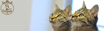 Cat Cafe Calaugh 사진 4