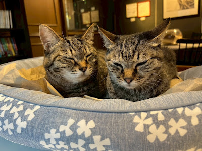 Cat Cafe Calaugh 사진 5