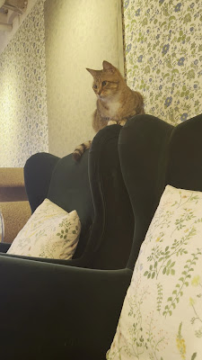 Cat Cafe MONTA 사진 2