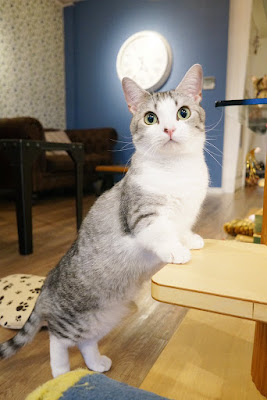 Cat Cafe MONTA 사진 4