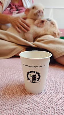 mipig cafe Harajuku Takeshita Street 사진 3