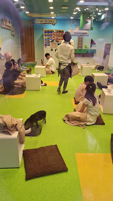 mipig cafe Harajuku Takeshita Street 사진 2