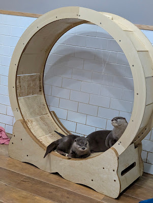 Otters Family 사진 3