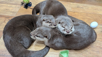 Otters Family 사진 2