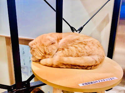 Cat Cafe MOFF Yodobashi Akiba 사진 3