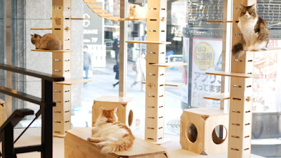 Cat Cafe MOFF Yodobashi Akiba 사진 5
