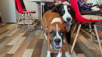 Dog Cafe Bee 사진 2