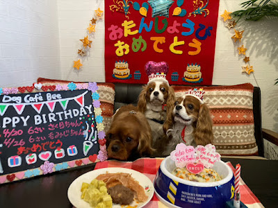Dog Cafe Bee 사진 3