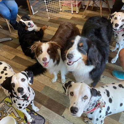 Dog Cafe Bee 사진 4