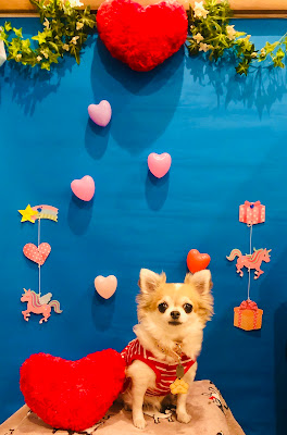 Dog Cafe Bee 사진 5
