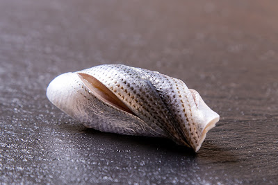 Ginza Sushi Ichidai Yugo 사진 5
