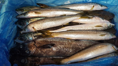 和酒と相模湾鮮魚 浜松町 わ かく田 사진 4