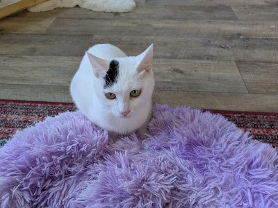 保護猫カフェ駒猫 사진 2