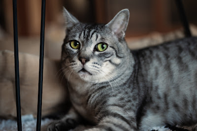 保護猫カフェ駒猫 사진 3