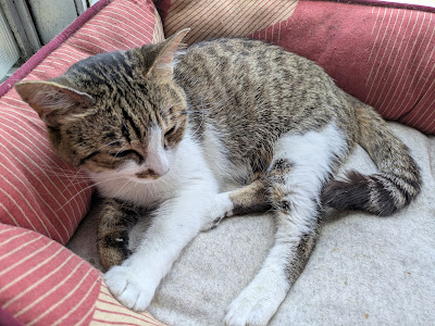 保護猫カフェ駒猫 사진 4