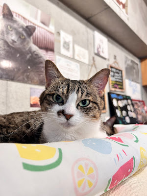 保護猫カフェ駒猫 사진 5