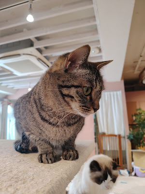 Cateriam 사진 4