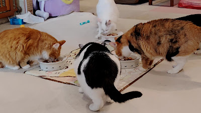 Cateriam 사진 2