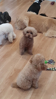 도그 하트 프롬 아쿠아마린 사진 2