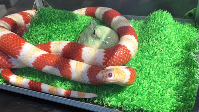 Tokyo Snake Center ~Cafe & Snake~ 사진 2