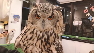 Owl Village Cafe Harajuku 사진 2