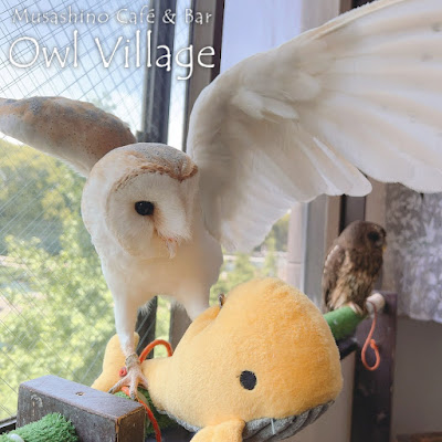 Owl Village Cafe Harajuku 사진 4