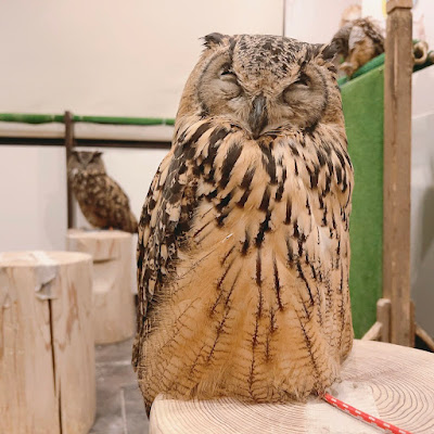 Owl Village Cafe Harajuku 사진 5
