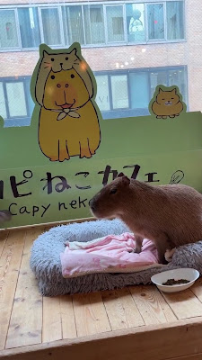 Capyneko Harajuku | Capybara & Cat 사진 2