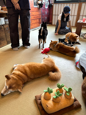 Harajuku Mame Shiba Cafe 사진 4