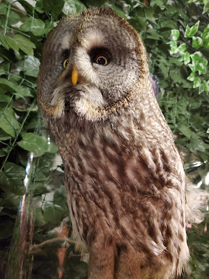 Harajuku Owl's Forest 사진 3