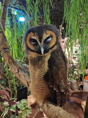 Harajuku Owl's Forest 사진 4