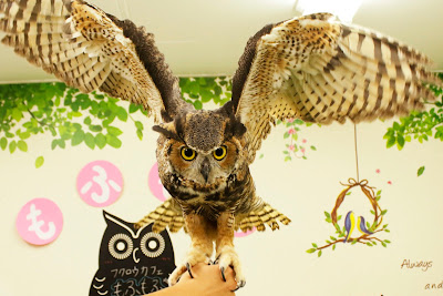 owl cafe MofuMofu 사진 3