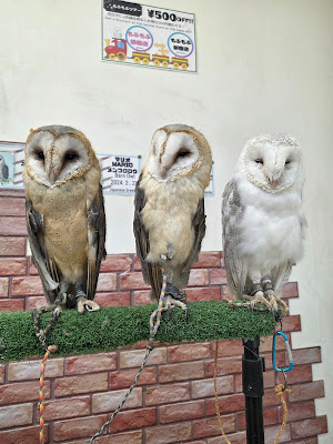 owl cafe MofuMofu 사진 4