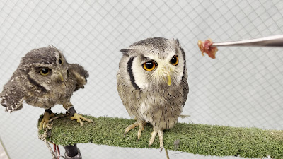 owl cafe MofuMofu 사진 2