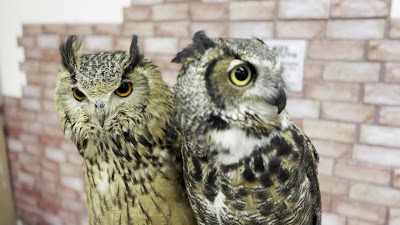 owl cafe MofuMofu 사진 5